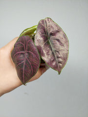 Alocasia Azlanii