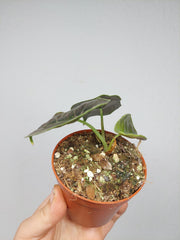 Alocasia Azlanii