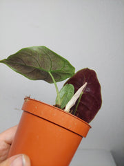 Alocasia Azlanii