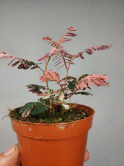 Phyllanthus Urinaria Pink Variegata