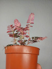 Phyllanthus Urinaria Pink Variegata