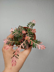 Phyllanthus Urinaria Pink Variegata