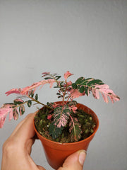 Phyllanthus Urinaria Pink Variegata