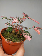Phyllanthus Urinaria Pink Variegata