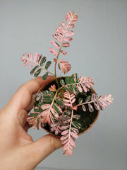 Phyllanthus Urinaria Pink Variegata