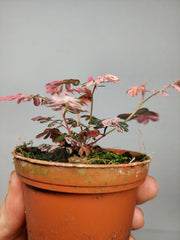 Phyllanthus Urinaria Pink Variegata