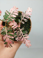 Phyllanthus Urinaria Pink Variegata