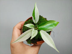 Philodendron Florida Ghost Mutation