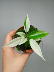 Philodendron Florida Ghost Mutation