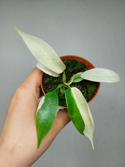 Philodendron Florida Ghost Mutation