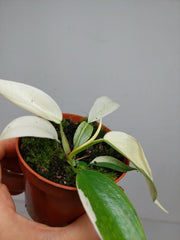 Philodendron Florida Ghost Mutation