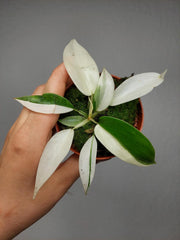 Philodendron Florida Ghost Mutation