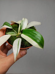 Philodendron Florida Ghost Mutation
