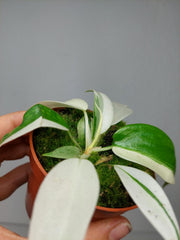 Philodendron Florida Ghost Mutation