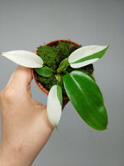 Philodendron Florida Ghost Mutation