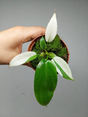 Philodendron Florida Ghost Mutation