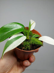 Philodendron Florida Ghost Mutation
