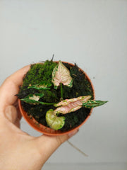 Syngonium Pink Rolli