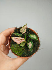 Syngonium Pink Rolli