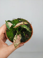 Syngonium Pink Rolli