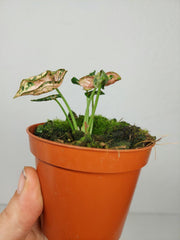 Syngonium Pink Rolli