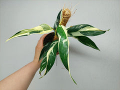 Raphidophora noID Variegata