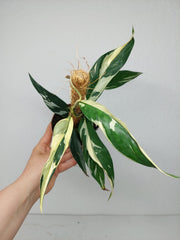 Raphidophora noID Variegata