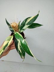 Raphidophora noID Variegata