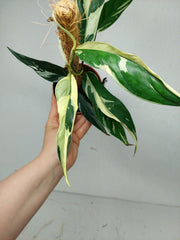 Raphidophora noID Variegata