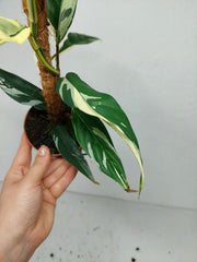 Raphidophora noID Variegata