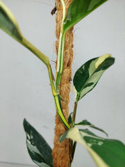 Raphidophora noID Variegata