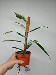 Raphidophora noID Variegata
