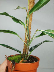 Raphidophora noID Variegata