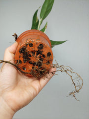 Raphidophora noID Variegata