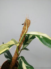 Raphidophora noID Variegata