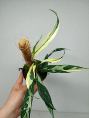 Raphidophora noID Variegata