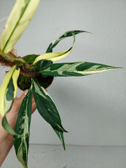 Raphidophora noID Variegata