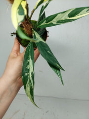 Raphidophora noID Variegata