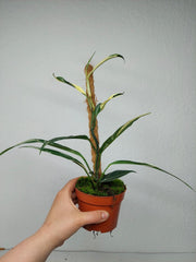 Raphidophora noID Variegata