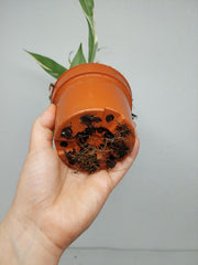 Raphidophora noID Variegata