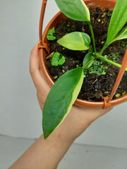 Anthurium Vittarifolium Aurea Mutation