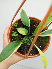Anthurium Vittarifolium Aurea Mutation