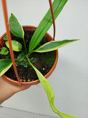 Anthurium Vittarifolium Aurea Mutation