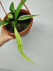 Anthurium Vittarifolium Aurea Mutation