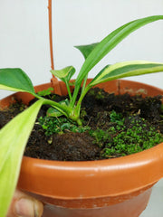 Anthurium Vittarifolium Aurea Mutation