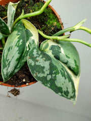Scindapsus Mayari Variegata (zum aussuchen)
