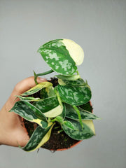 Scindapsus Mayari Variegata (zum aussuchen)