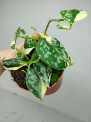 Scindapsus Mayari Variegata (zum aussuchen)