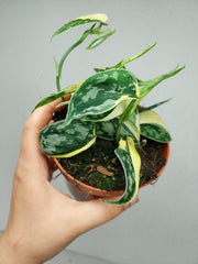 Scindapsus Mayari Variegata (zum aussuchen)