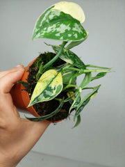 Scindapsus Mayari Variegata (zum aussuchen)